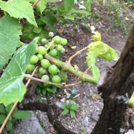 Adega Horta (Azores)