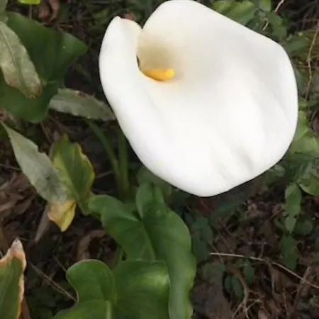 Adega Agroturismo Horta (Azores)